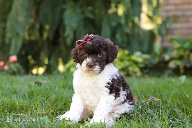 Hazel, a female Portuguese Water Dog for sale in Dundee, OH – Photo 1 of 8
