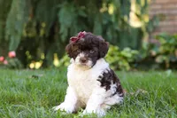 Hazel, a female Portuguese Water Dog for sale in Dundee, OH – Photo 1 of 8