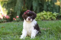 Hazel, a female Portuguese Water Dog for sale in Dundee, OH – Photo 5 of 8