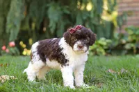 Hazel, a female Portuguese Water Dog for sale in Dundee, OH – Photo 4 of 8