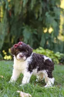 Hazel, a female Portuguese Water Dog for sale in Dundee, OH – Photo 8 of 8