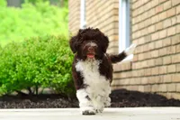 Lily, a female Portuguese Water Dog for sale in Dundee, OH – 2 of 7