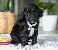 Cody, a male Portuguese Water Dog for sale in Dundee, OH – Photo 2 of 5
