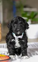 Cody, a male Portuguese Water Dog for sale in Dundee, OH – Photo 4 of 5