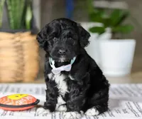 Cody, a male Portuguese Water Dog for sale in Dundee, OH – Photo 1 of 5