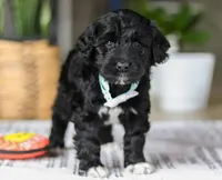Cody, a male Portuguese Water Dog for sale in Dundee, OH – Photo 3 of 5