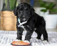 Cody, a male Portuguese Water Dog for sale in Dundee, OH – Photo 5 of 5