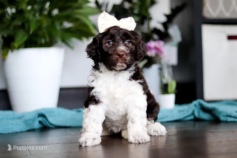 Lily – Portuguese Water Dog puppy for sale in Dundee, OH