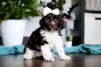 Lily, a female Portuguese Water Dog for sale in Dundee, OH – Photo 2 of 5