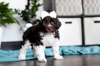 Lily, a female Portuguese Water Dog for sale in Dundee, OH – Photo 4 of 5