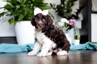 Lily, a female Portuguese Water Dog for sale in Dundee, OH – Photo 5 of 5