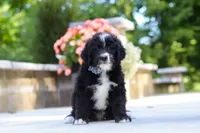 Blake, a male Bernedoodle for sale in Dundee, OH – 2 of 7