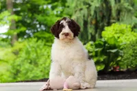 Lindsey, a female Portuguese Water Dog for sale in Dundee, OH – 3 of 8