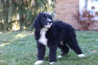 Aiden, a male Bernedoodle for sale in Dundee, OH – Photo 5 of 6