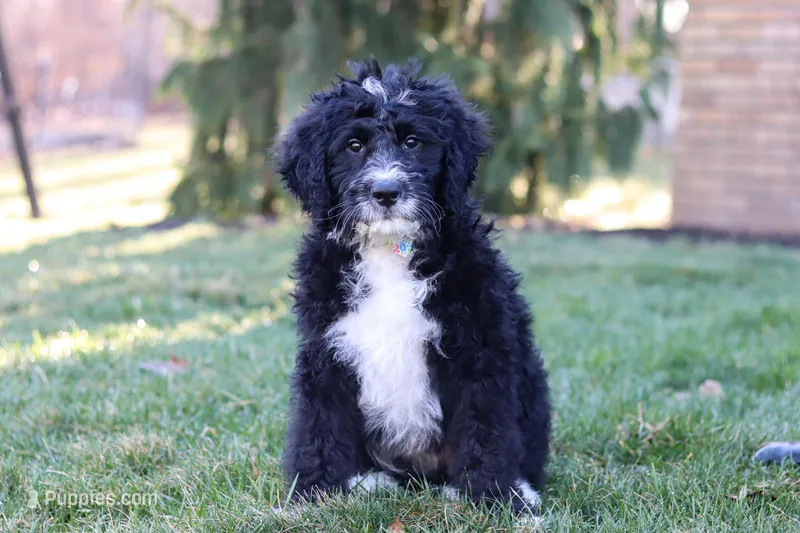Aiden – Bernedoodle puppy for sale in Dundee, OH