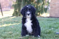 Aiden, a male Bernedoodle for sale in Dundee, OH – Photo 1 of 6
