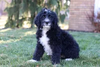 Aiden, a male Bernedoodle for sale in Dundee, OH – Photo 6 of 6