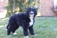 Aiden, a male Bernedoodle for sale in Dundee, OH – Photo 3 of 6