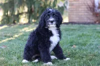 Aiden, a male Bernedoodle for sale in Dundee, OH – Photo 2 of 6