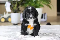 Aiden, a male Bernedoodle for sale in Dundee, OH – Photo 3 of 4