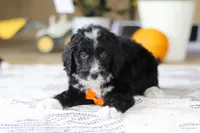 Aiden, a male Bernedoodle for sale in Dundee, OH – Photo 2 of 4