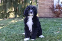 Aiden, a male Bernedoodle for sale in Dundee, OH – Photo 4 of 6