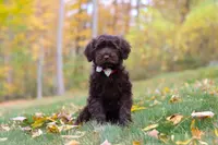 Olivia, a female Portuguese Water Dog for sale in Dundee, OH – Photo 1 of 5
