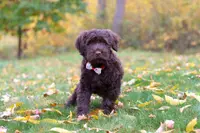 Olivia, a female Portuguese Water Dog for sale in Dundee, OH – Photo 3 of 5