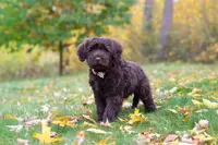 Olivia, a female Portuguese Water Dog for sale in Dundee, OH – Photo 2 of 5