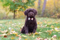 Olivia, a female Portuguese Water Dog for sale in Dundee, OH – Photo 5 of 5