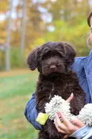 Olivia, a female Portuguese Water Dog for sale in Dundee, OH – Photo 4 of 5