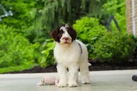Lindsey, a female Portuguese Water Dog for sale in Dundee, OH – 4 of 8
