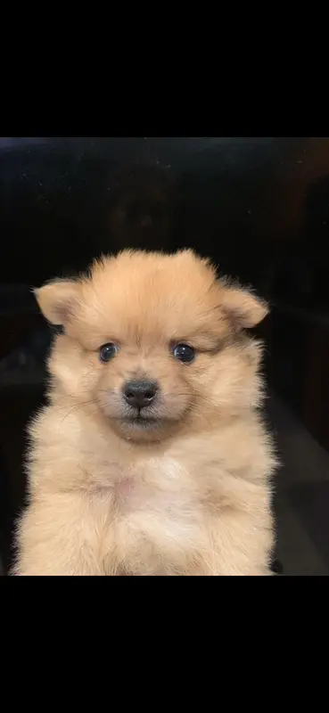 Pomeranian male toy