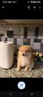 Pomeranian male toy, a male Pomeranian for sale in Bakersfield, CA – Photo 4 of 5