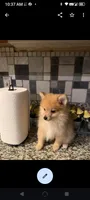 Pomeranian male toy, a male Pomeranian for sale in Bakersfield, CA – Photo 5 of 5