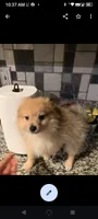 Pomeranian male toy, a male Pomeranian for sale in Bakersfield, CA – Photo 2 of 5