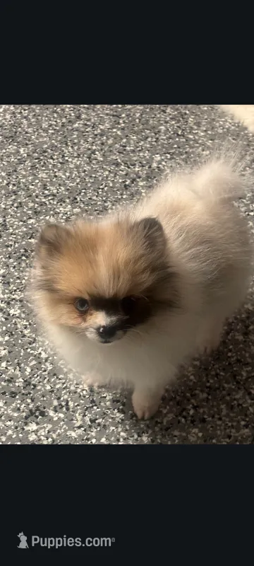 Female toy merle Pomeranian , a female Pomeranian for sale in Bakersfield, CA – 1 of 1