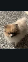 Female toy merle Pomeranian , a female Pomeranian for sale in Bakersfield, CA – 1 of 1