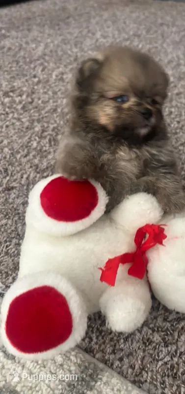 Toy merle Pomeranian  – Pomeranian puppy for sale in Bakersfield, CA