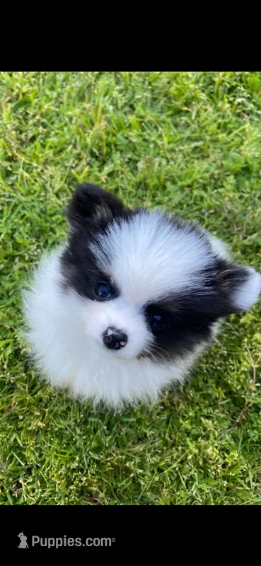 Female toy teacup Pomeranian merle 