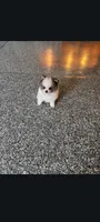 Pom merle , a male Pomeranian for sale in Bakersfield, CA – 2 of 2