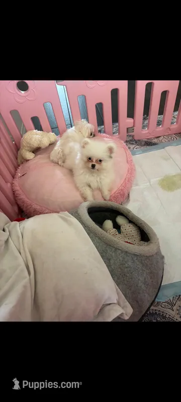 Shih Tzu pom