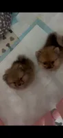 Toy merle Pomeranian , a male Pomeranian for sale in Bakersfield, CA – 2 of 3