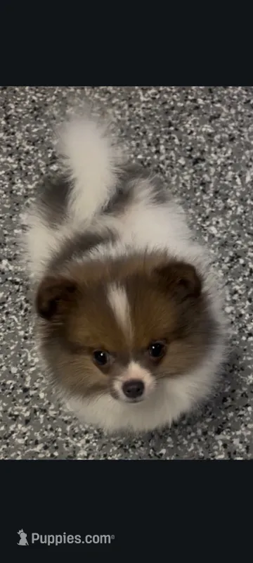 Female toy Pomeranian merle