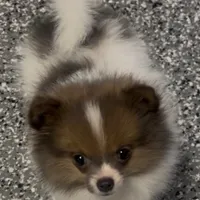 Female toy Pomeranian merle, a female Pomeranian for sale in Bakersfield, CA – Photo 1 of 2