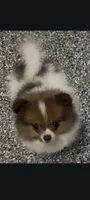 Female toy Pomeranian merle, a female Pomeranian for sale in Bakersfield, CA – Photo 1 of 2