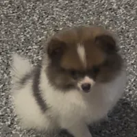 Female toy Pomeranian merle, a female Pomeranian for sale in Bakersfield, CA – Photo 2 of 2