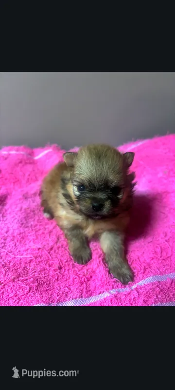 Tiny teacup female Pomeranian