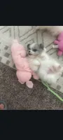 Peeka pom merle , a male Pomeranian and Peek-A-Pom for sale in Bakersfield, CA – 2 of 2