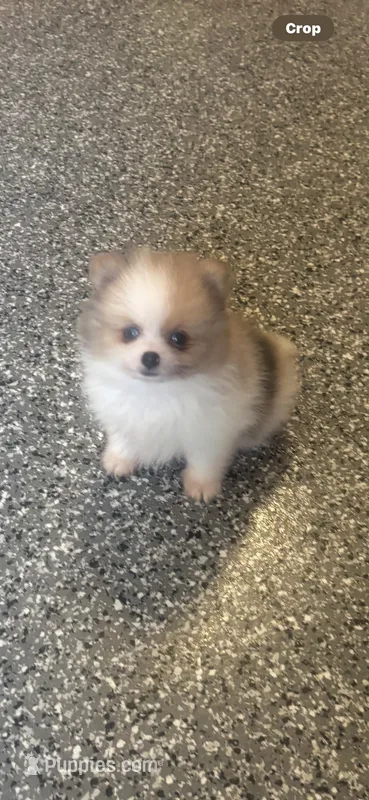 Toy Pomeranian Merle male